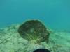 carriacou-7
