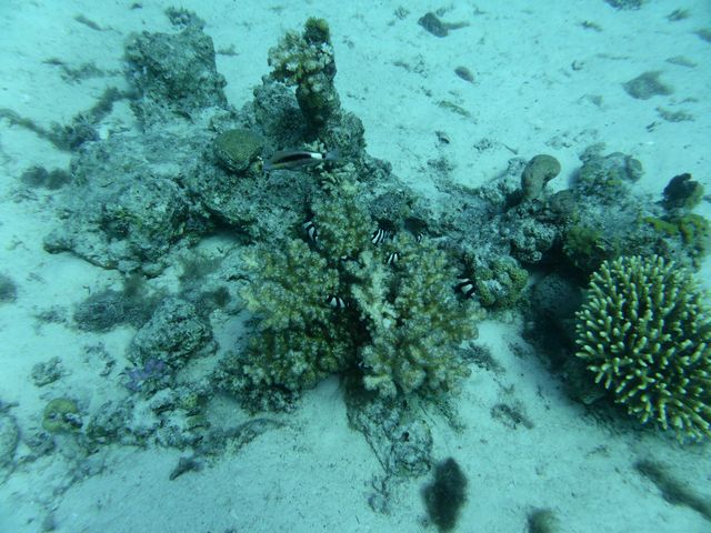 P1010952