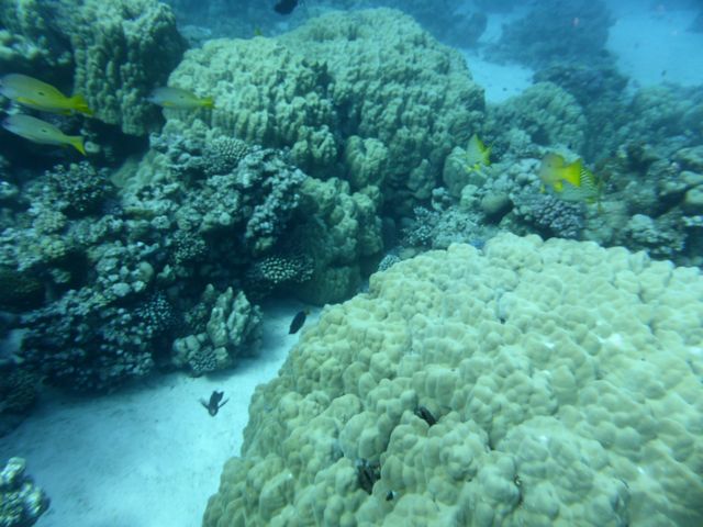 P1010988