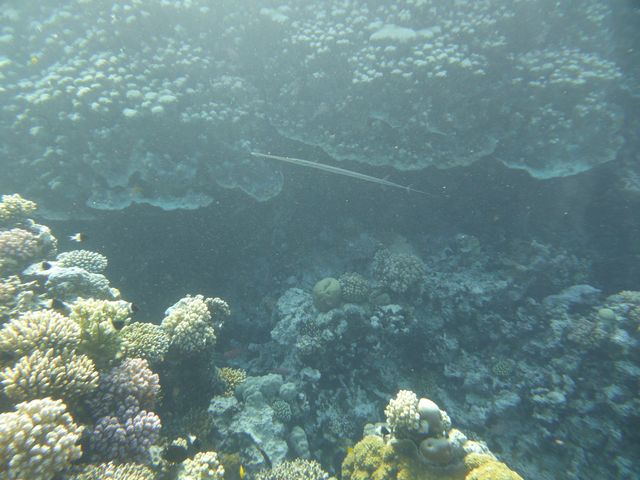 P1020039