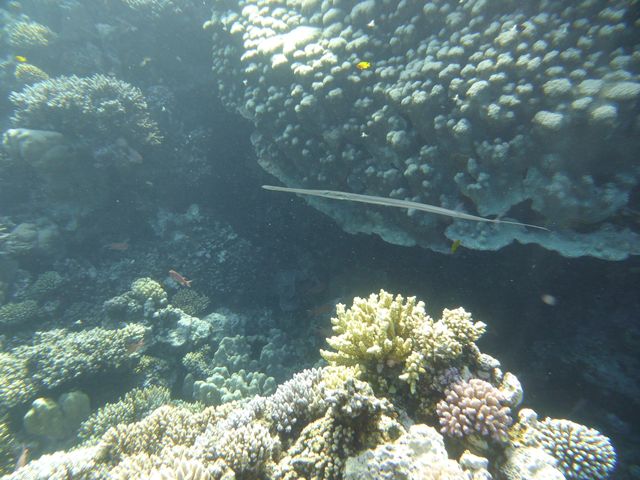 P1020040