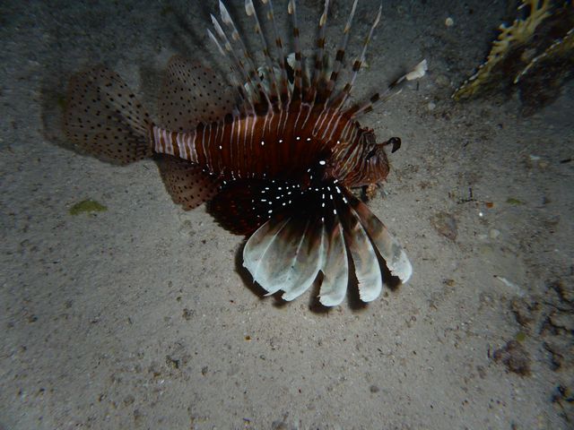P1020218