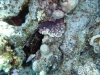 P1020004