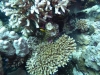 P1020083