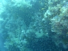P1020247