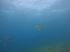 DCIM100GOPROGOPR0667.JPG
