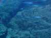 Port-Cros-2024-21